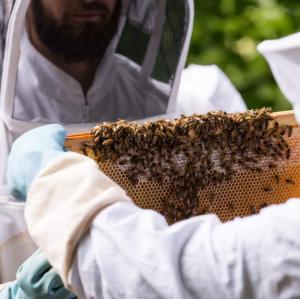 Initiation à l'apiculture urbaine dans le jardin du Palais de Tokyo