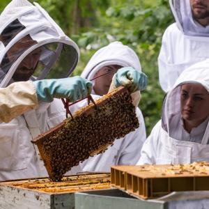 Initiation à l'apiculture urbaine à quelques pas de la Défense