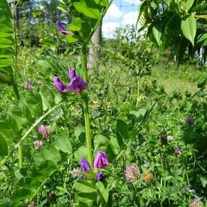 Histoire de lilas au parc de Vitry