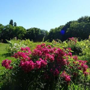 Histoire de lilas et autres plantes au parc de Vitry