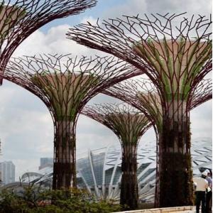 Se (re)connecter aux arbres en ville - Conférence virtuelle