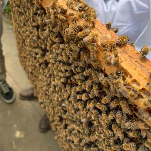 Découverte de l'apiculture aux Ruches de La Villette