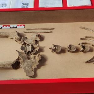 Tomber sur un os : l'anthropologie funéraire - archéosite de la Haute-Île