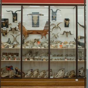 Museum of monsters : the oldest curiosity cabinet in Paris