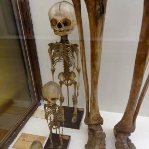 Museum of monsters : the oldest curiosity cabinet in Paris