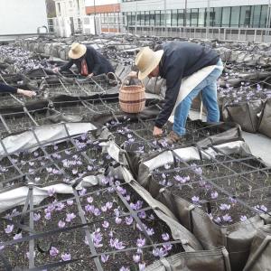 Atelier cueillette et émondage du safran sur les toits de Paris
