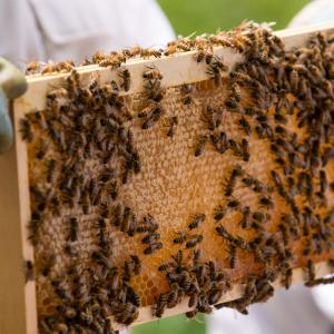 Atelier sensibilisation à l'apiculture - à la Prairie du Canal - Lance ton grain de sel