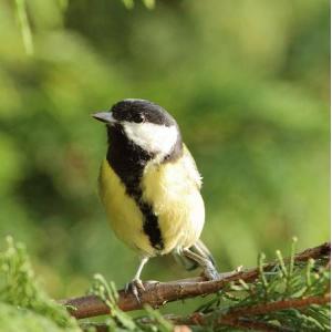 Balade nature : sortie ornithologique au bois de Vincennes